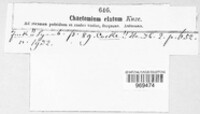 Chaetomium elatum image